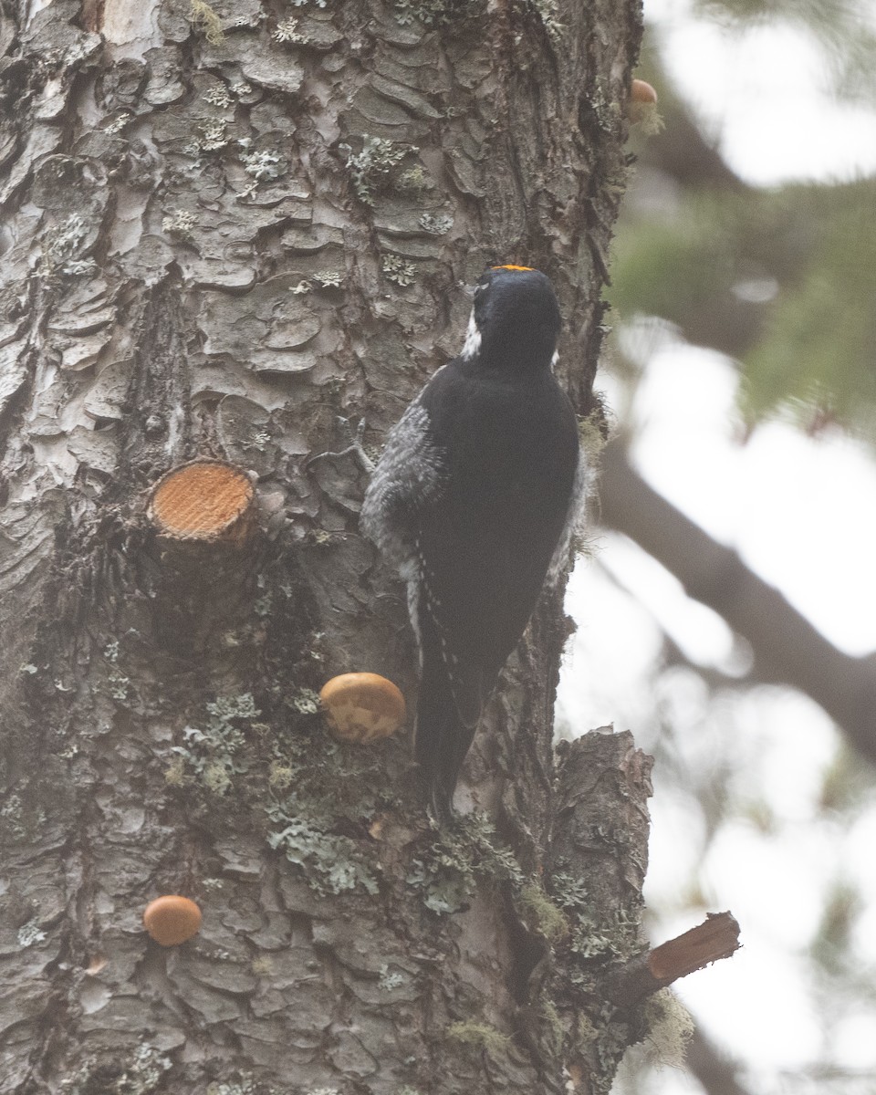 Black-backed Woodpecker - Anonymous