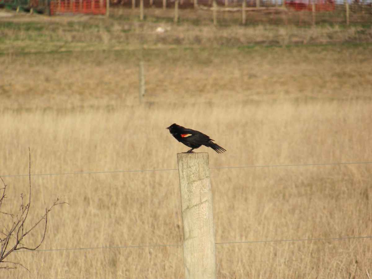 Red-winged Blackbird - ML445979781