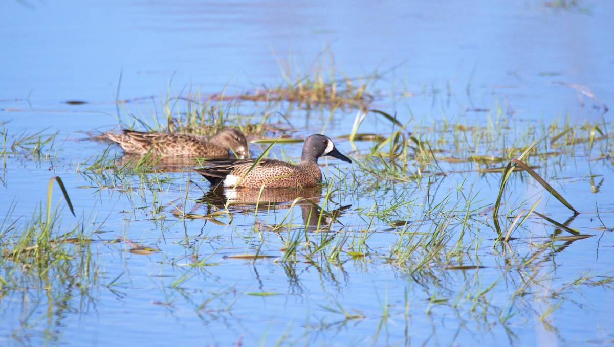 Blue-winged Teal - ML445988661