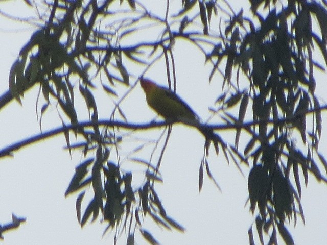 Western Tanager - ML445988921