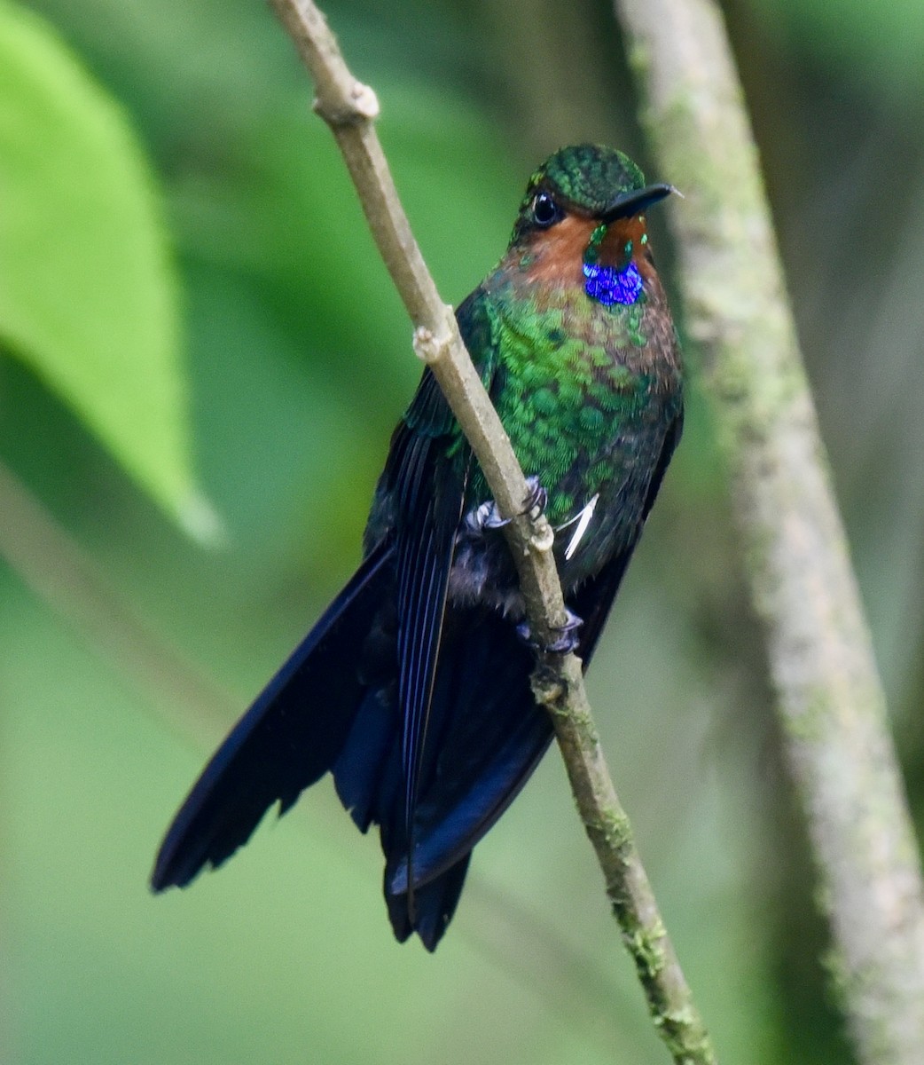 Green-crowned Brilliant - ML445991651
