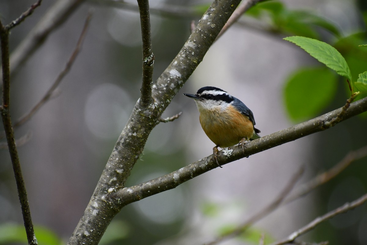 Red-breasted Nuthatch - ML445991921