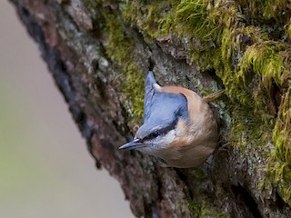  - Eurasian Nuthatch
