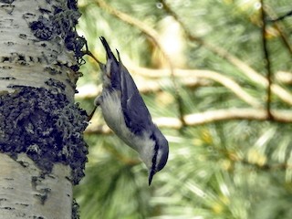  - Eurasian Nuthatch