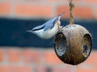  - Eurasian Nuthatch