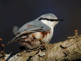  - Eurasian Nuthatch