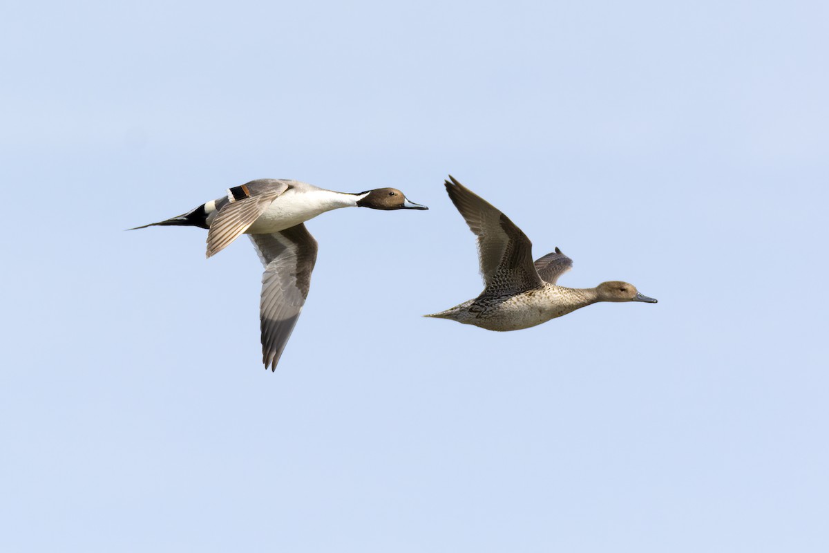 Northern Pintail - Jack Lefor