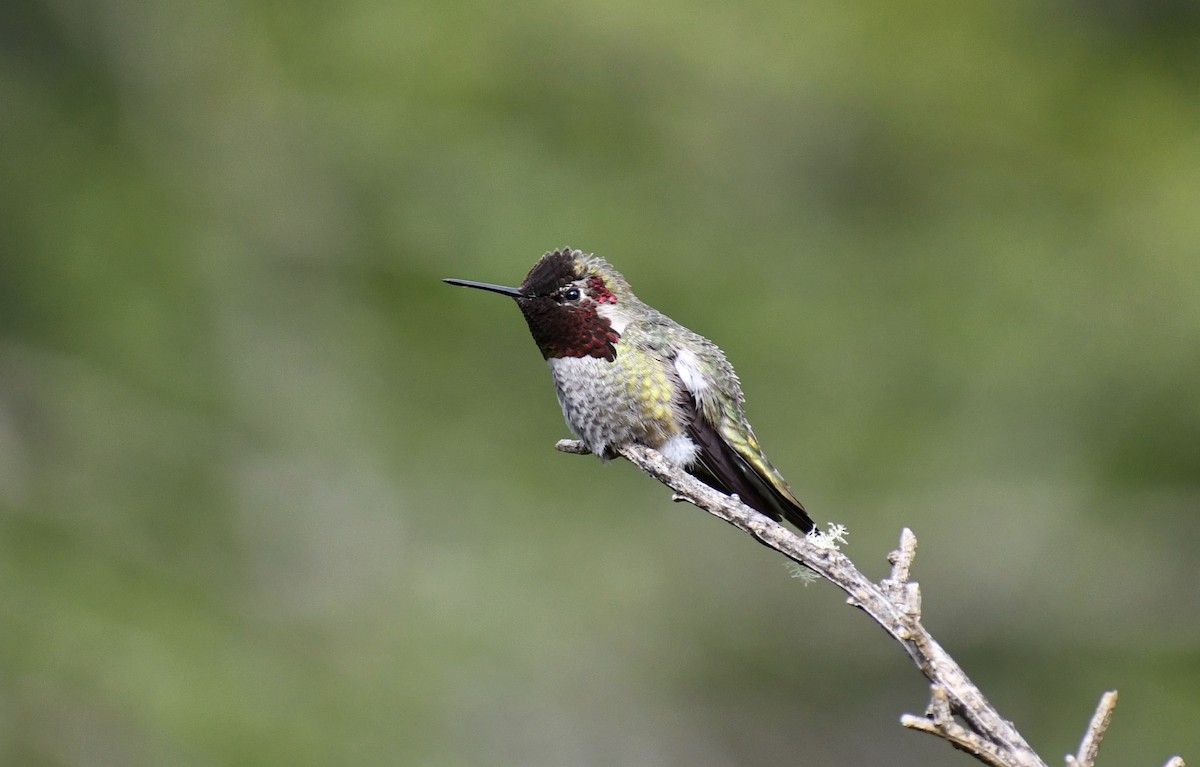 Anna's Hummingbird - ML445996151