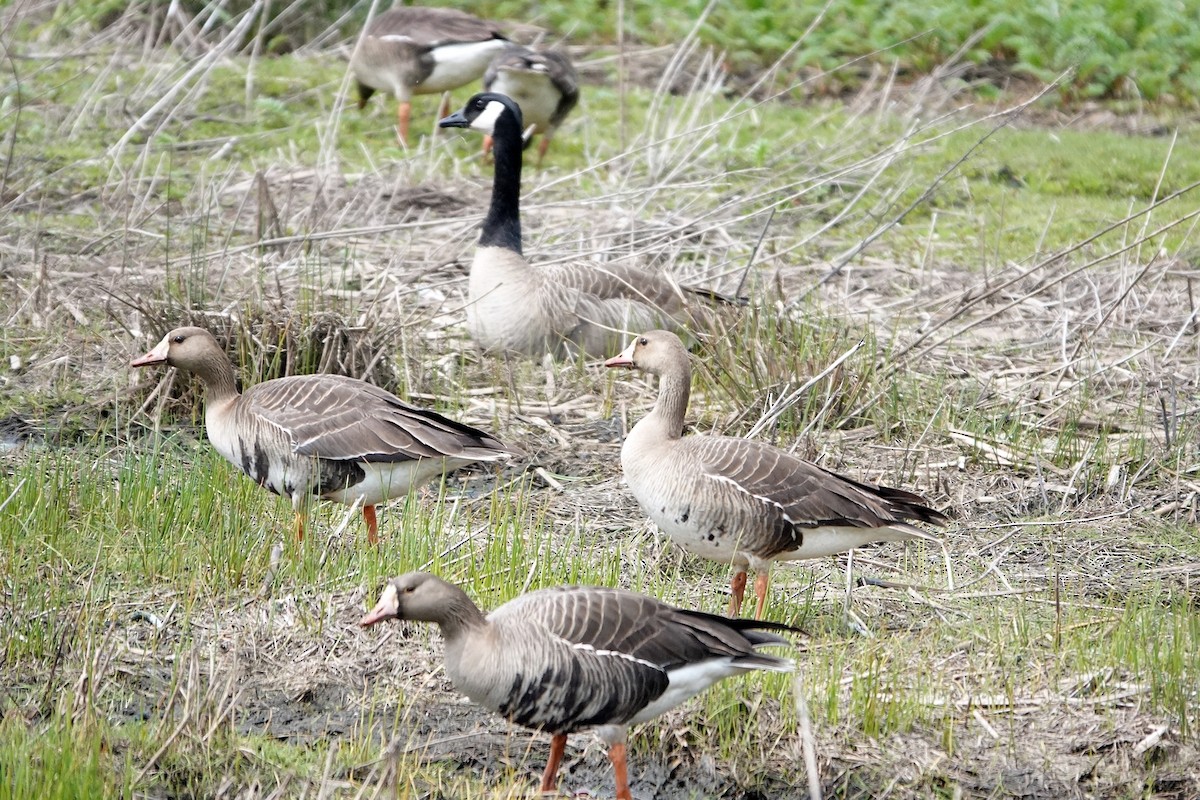 Greater White-fronted Goose - ML445996461