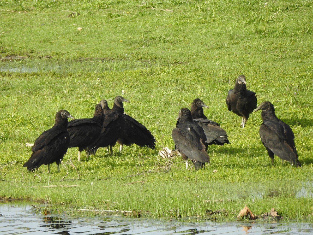 Black Vulture - ML445997911