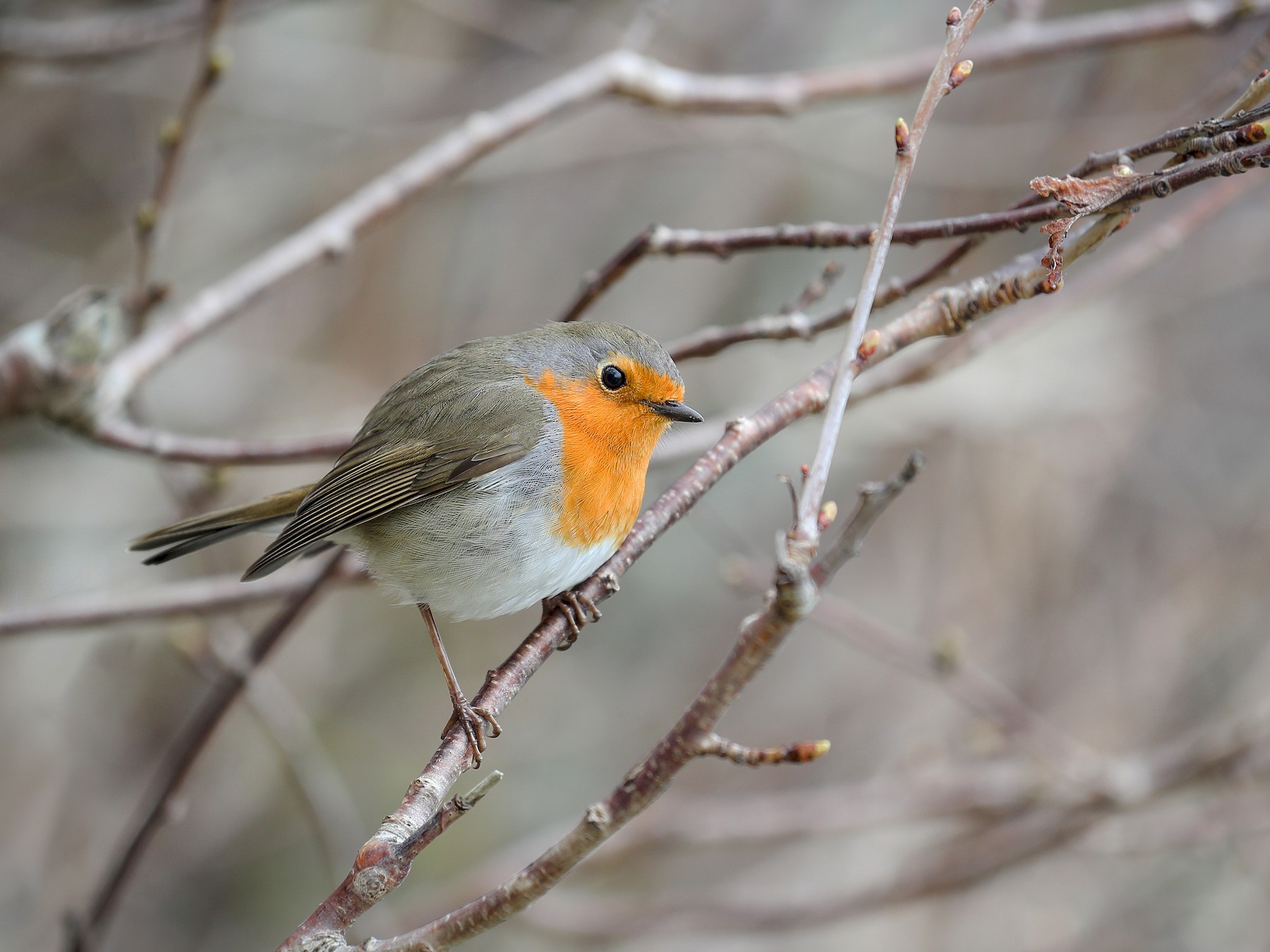 Rouge-gorge familier (Erithacus rubecula) - le jardin des oiseaux