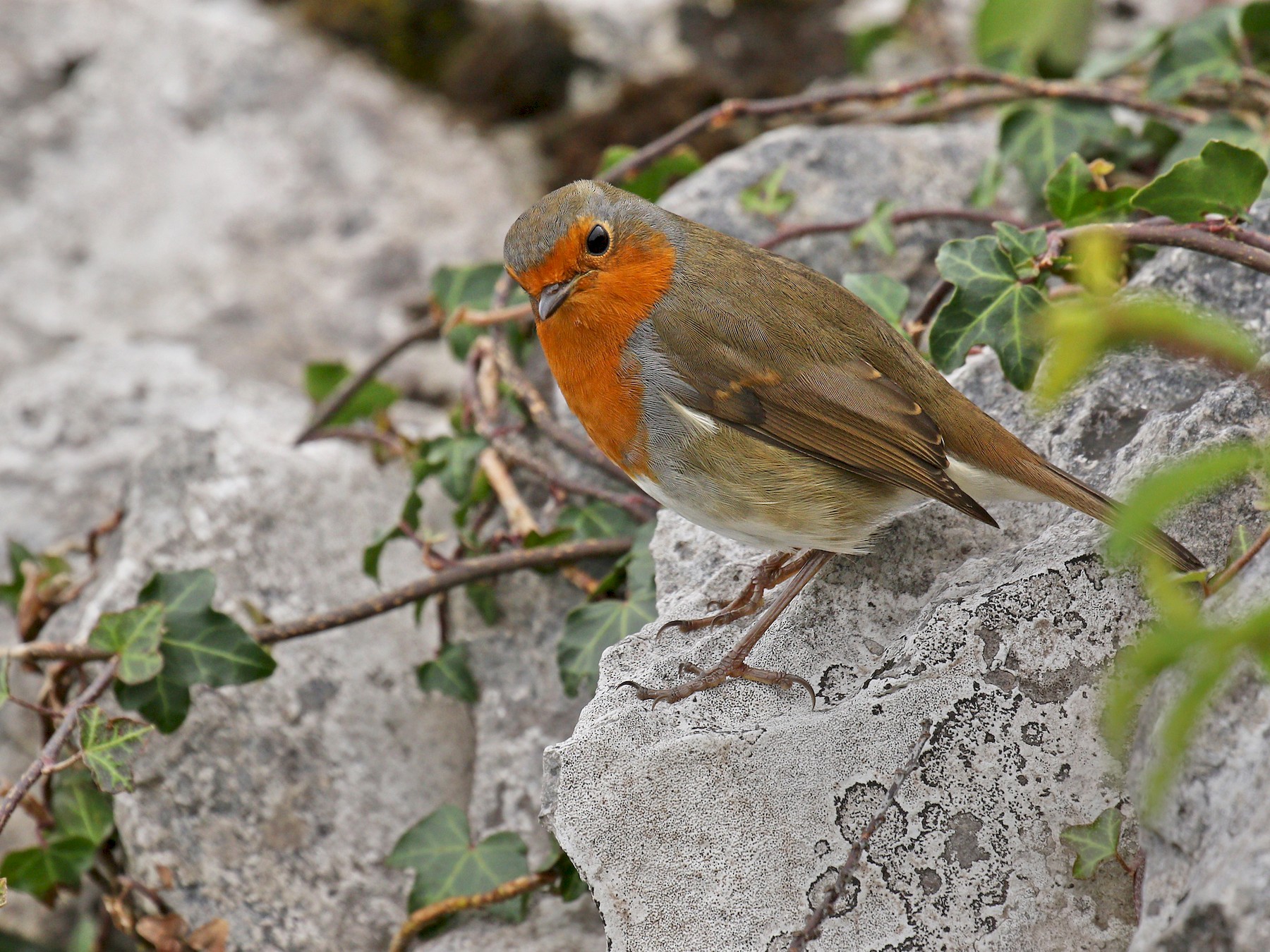 Rouge-gorge familier — Wikipédia