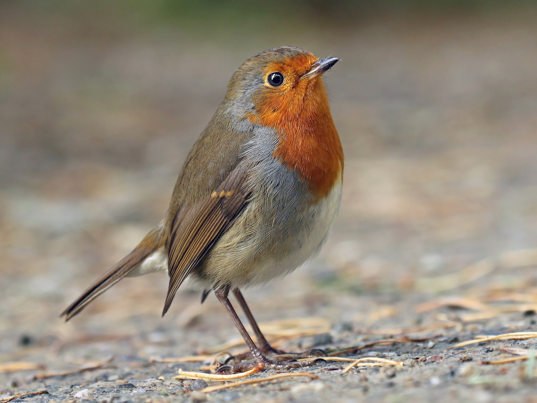 Rouge-gorge (E. Rubecula) : Tout Savoir sur cet oiseau