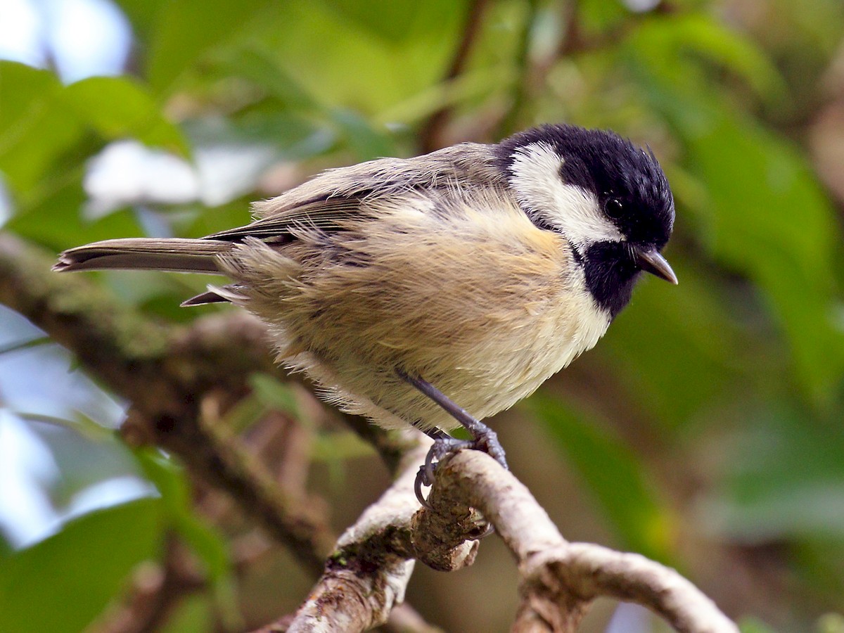 Coal Tit - Periparus ater - Birds of the World