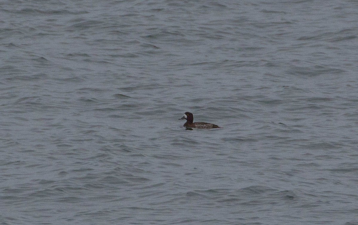 Greater Scaup - ML44600591