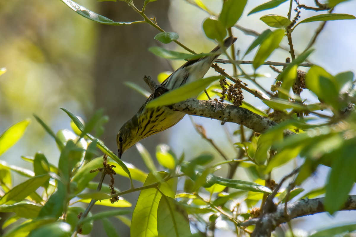 Cape May Warbler - Perry Doggrell