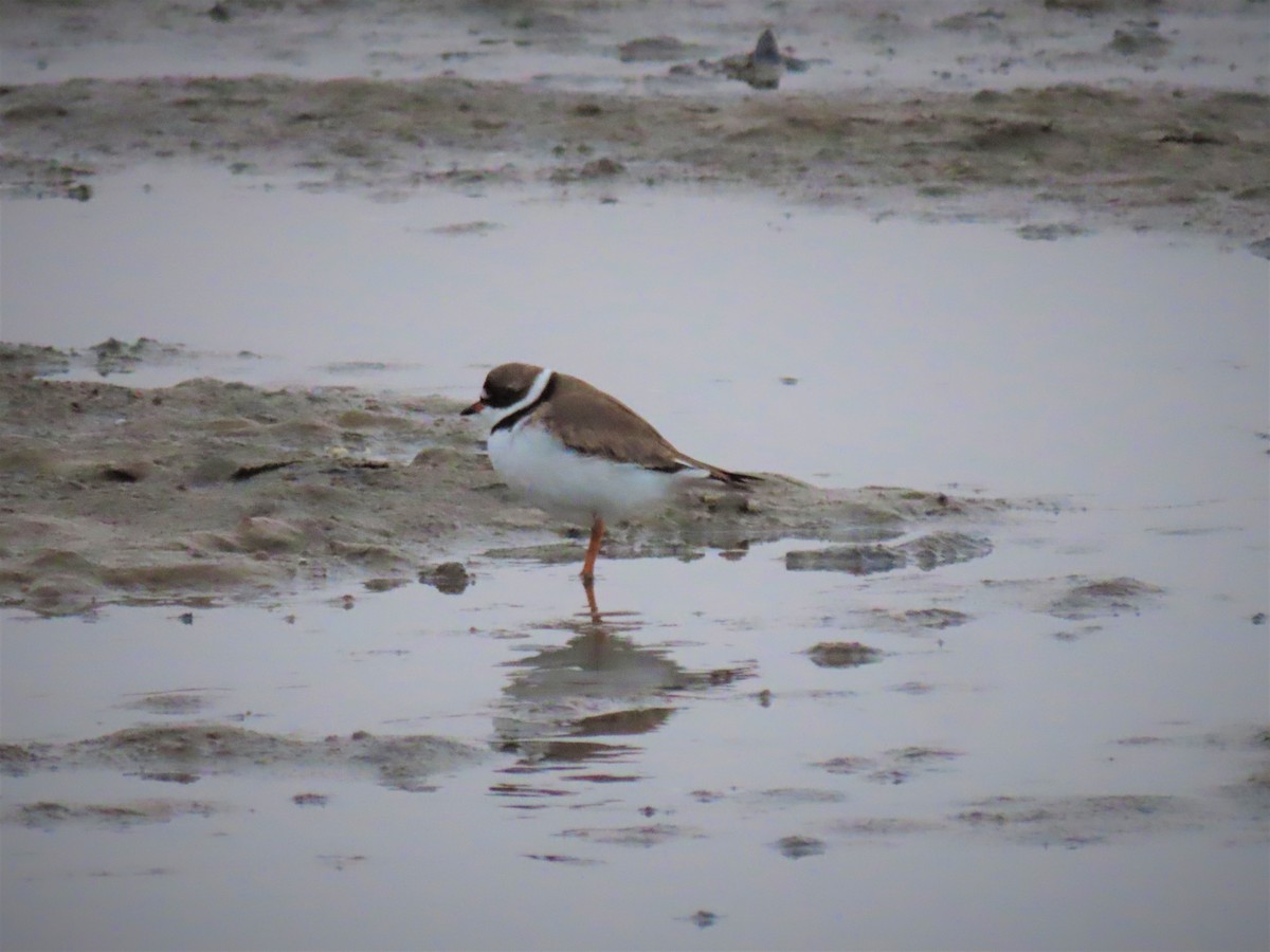 Semipalmated Plover - ML446010101