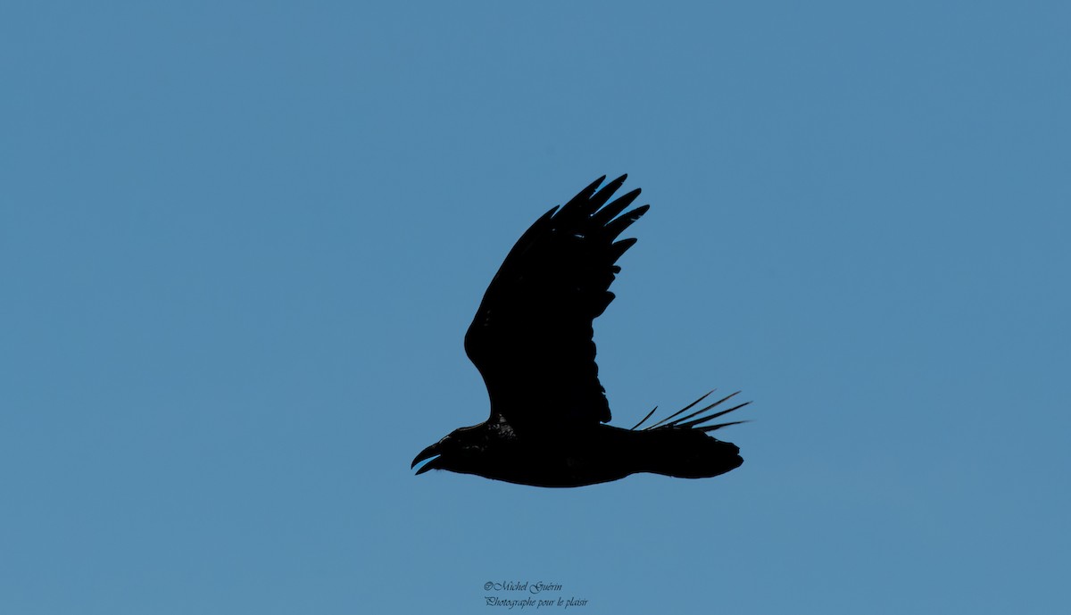Common Raven - ML446013561