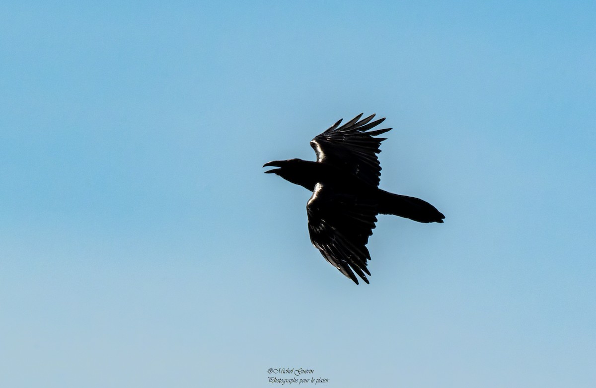 Common Raven - ML446013601