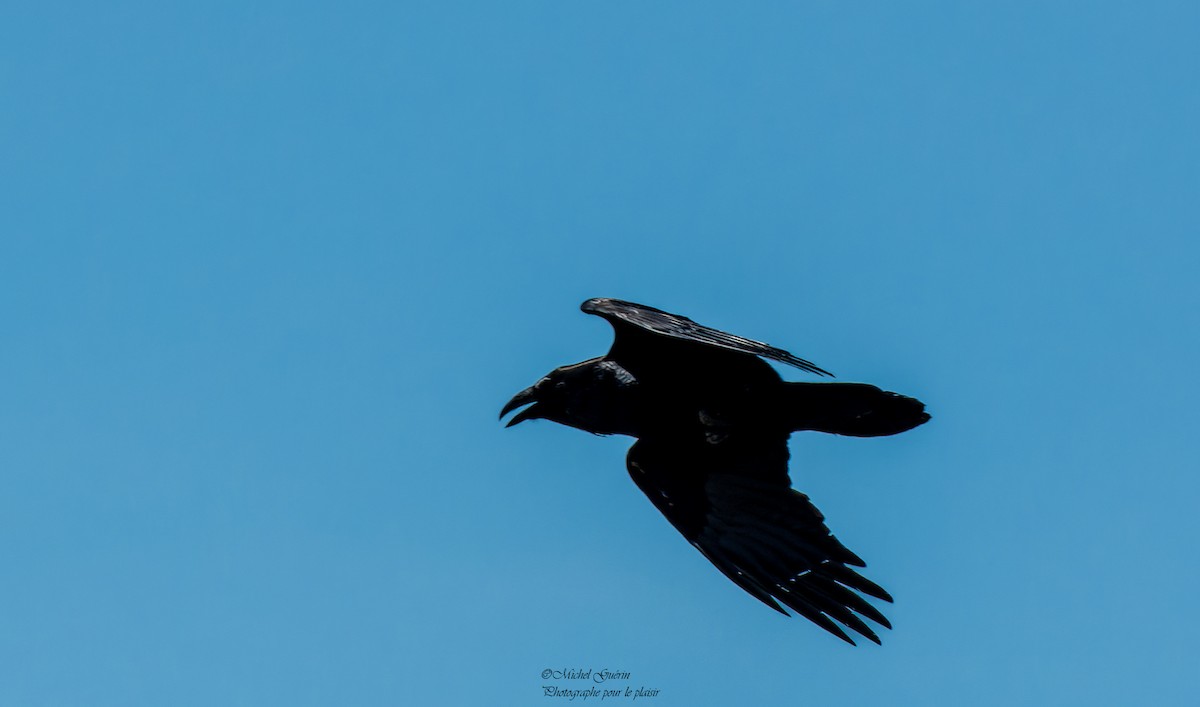 Common Raven - ML446013611