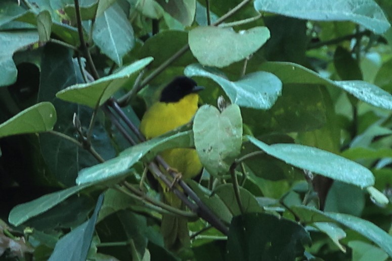 Olive-crowned Yellowthroat (Olive-crowned) - ML446014941