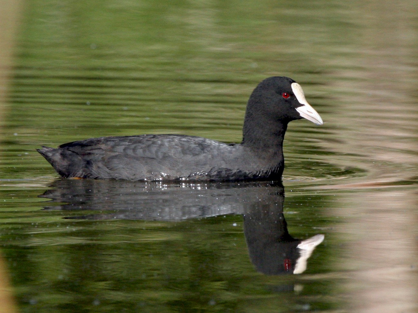 Eurasian Coot - António Cruz