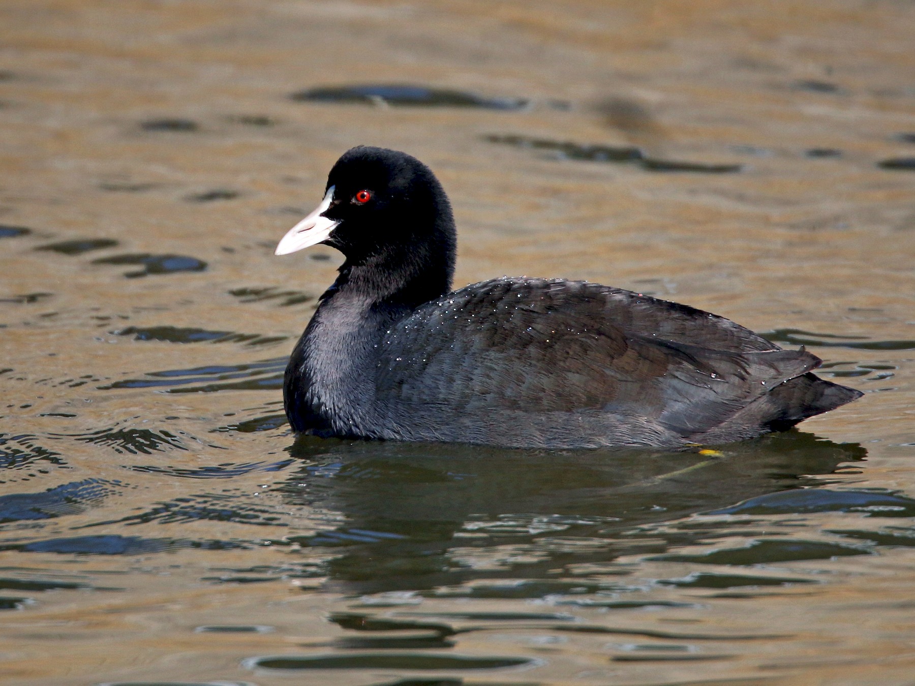 Eurasian Coot - Ian Davies