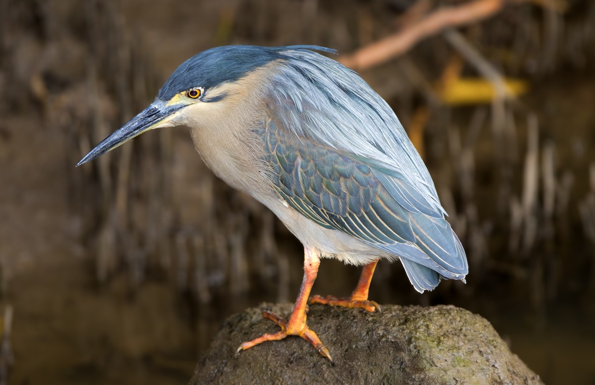 Striated Heron (Old World) - Mark Chappell