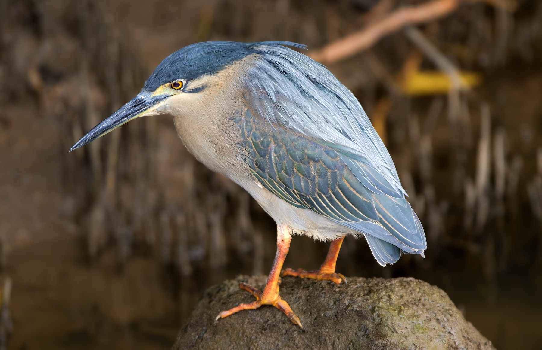 綠簑鷺 Atricapilla群 Ebird