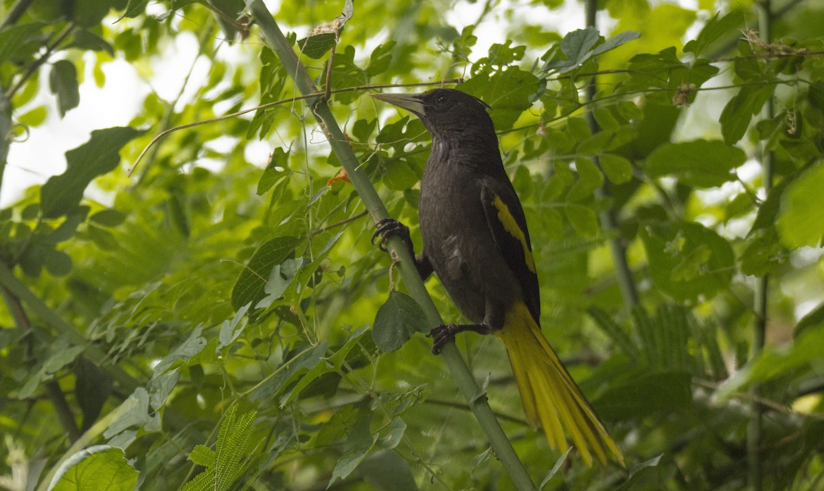 Yellow-winged Cacique - ML446018171