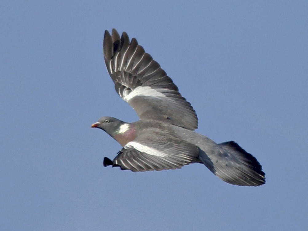 Common Wood-Pigeon - Esme Rosen