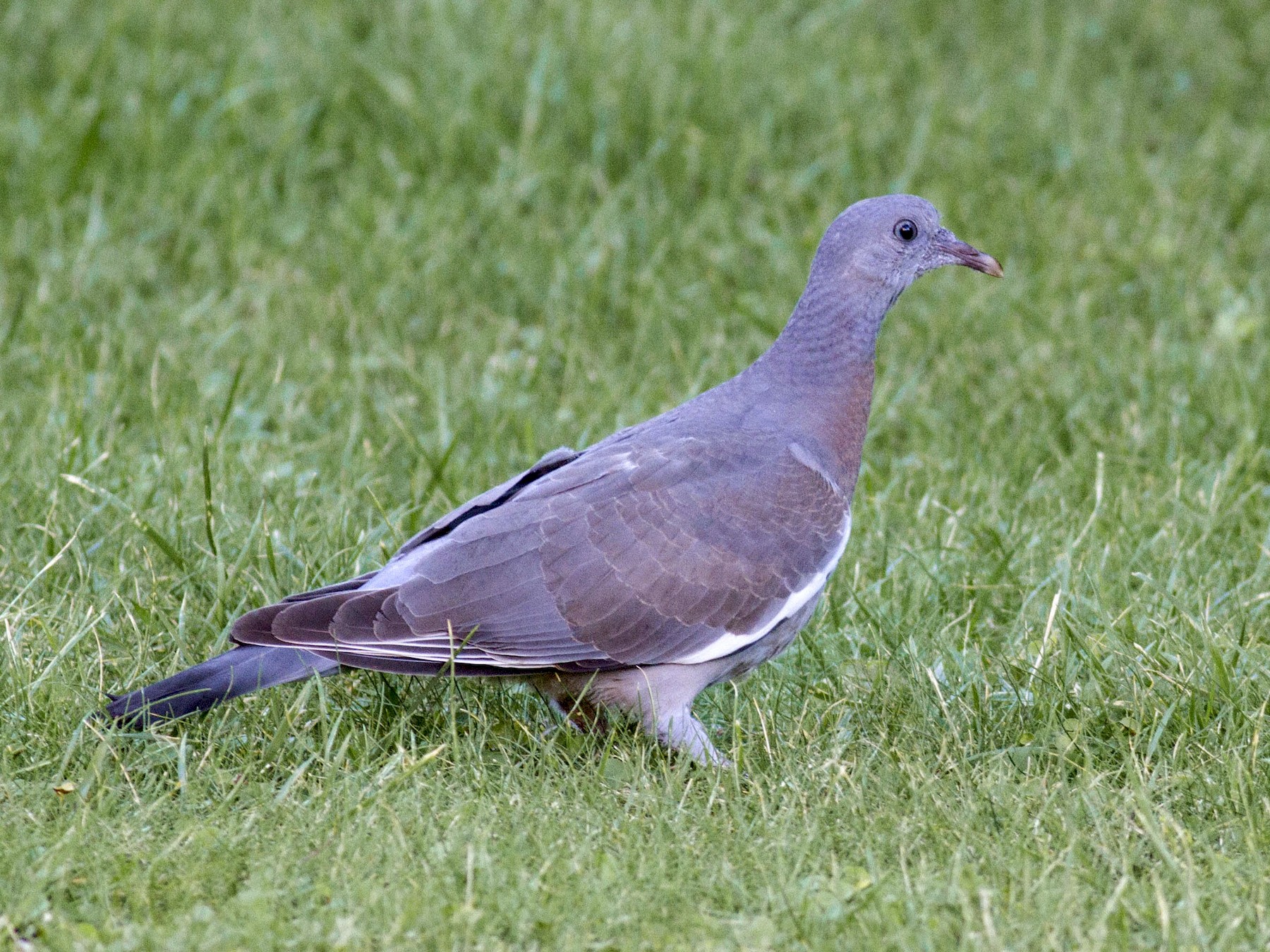 Wood Pigeon Bird Facts