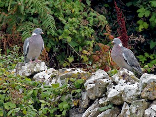  - Common Wood-Pigeon (White-necked)