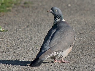 - Common Wood-Pigeon