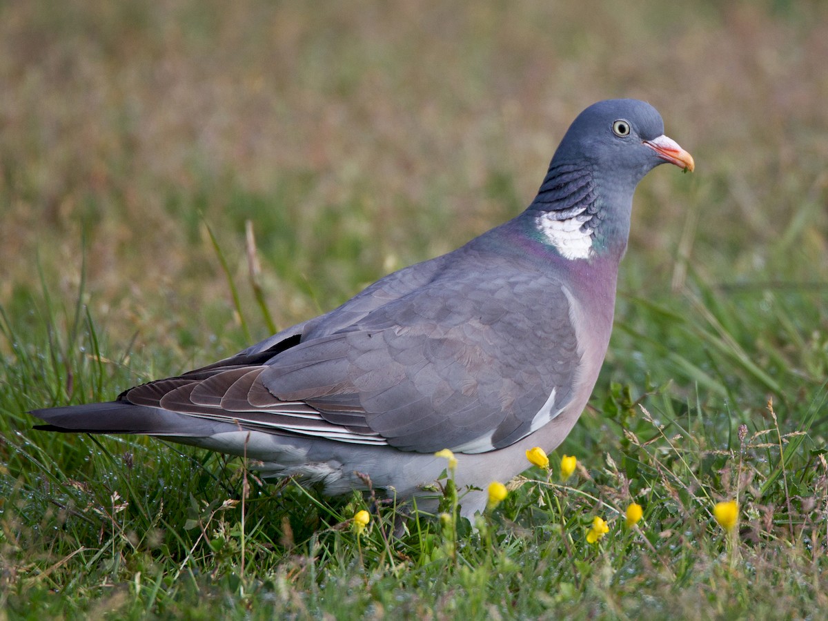 Common Wood-Pigeon - Columba palumbus - Birds of the World