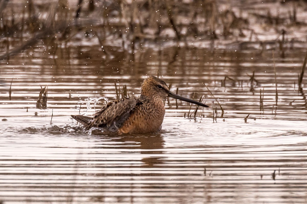 Long-billed Dowitcher - ML446022191