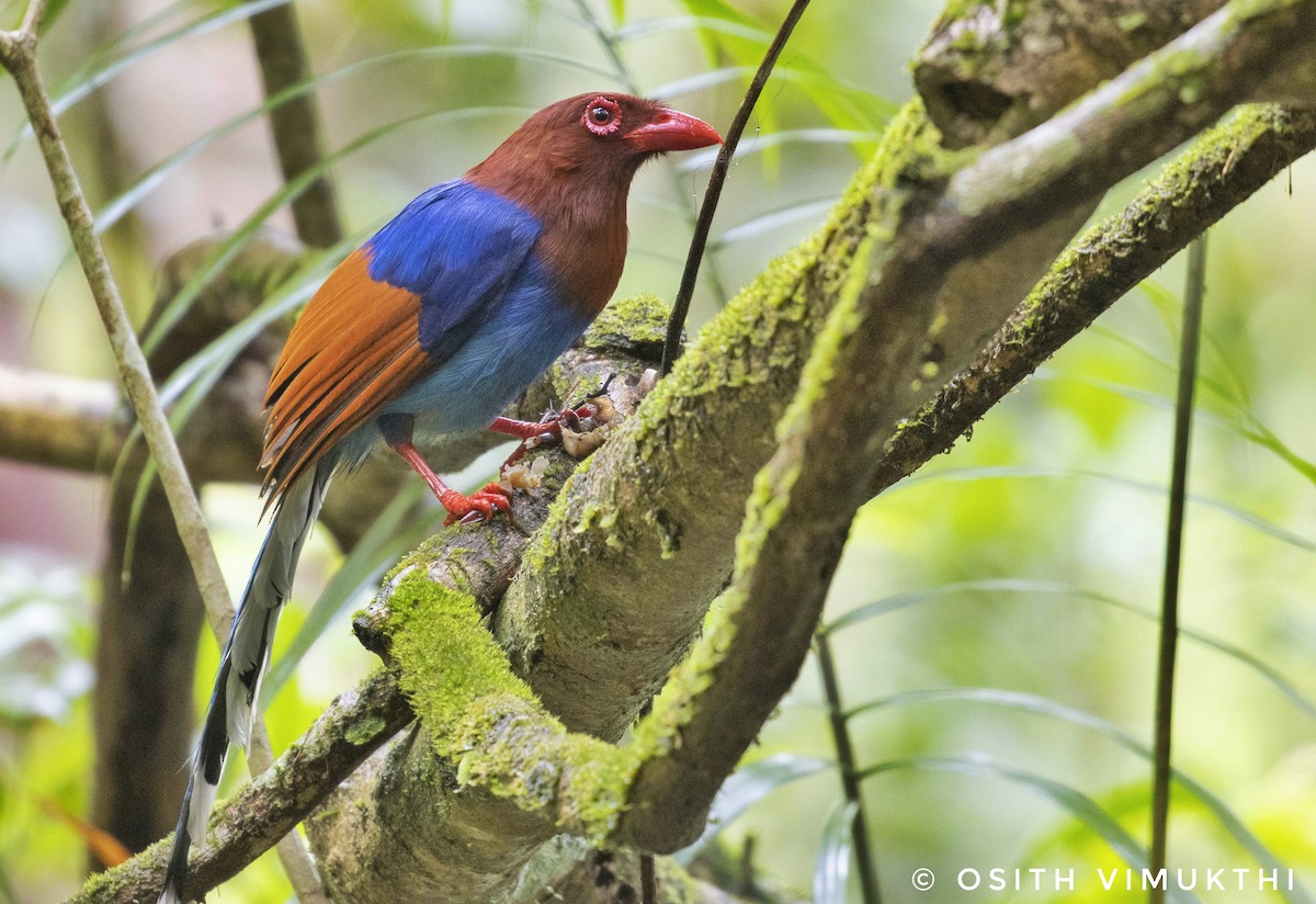 Sri Lanka Blue-Magpie - Osith Jayathunga