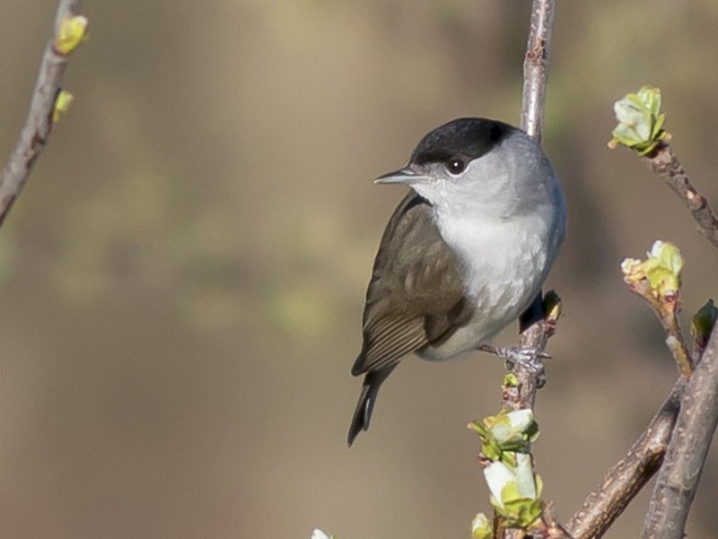 Male blackcap store