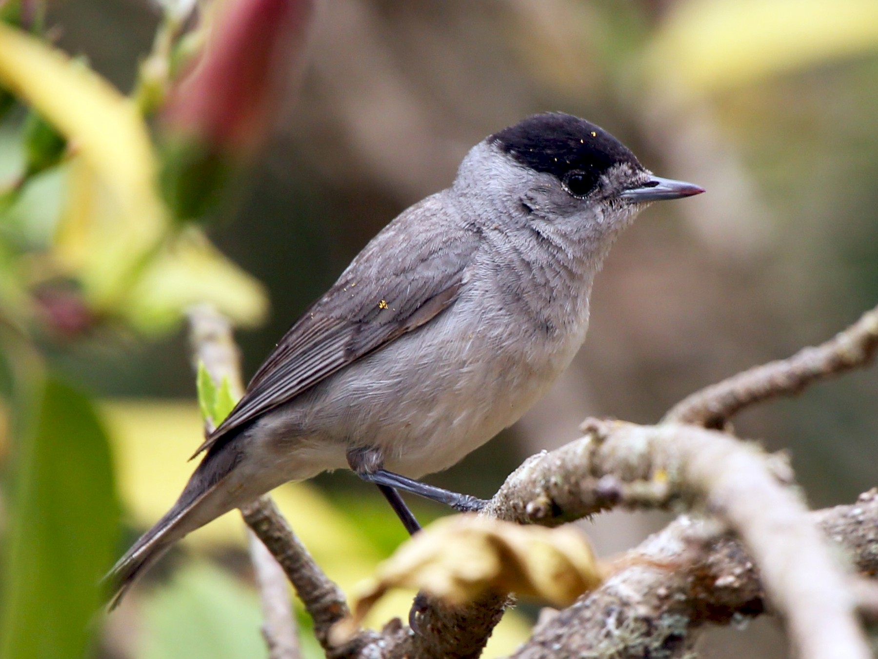 Eurasian Blackcap - Paul Chapman