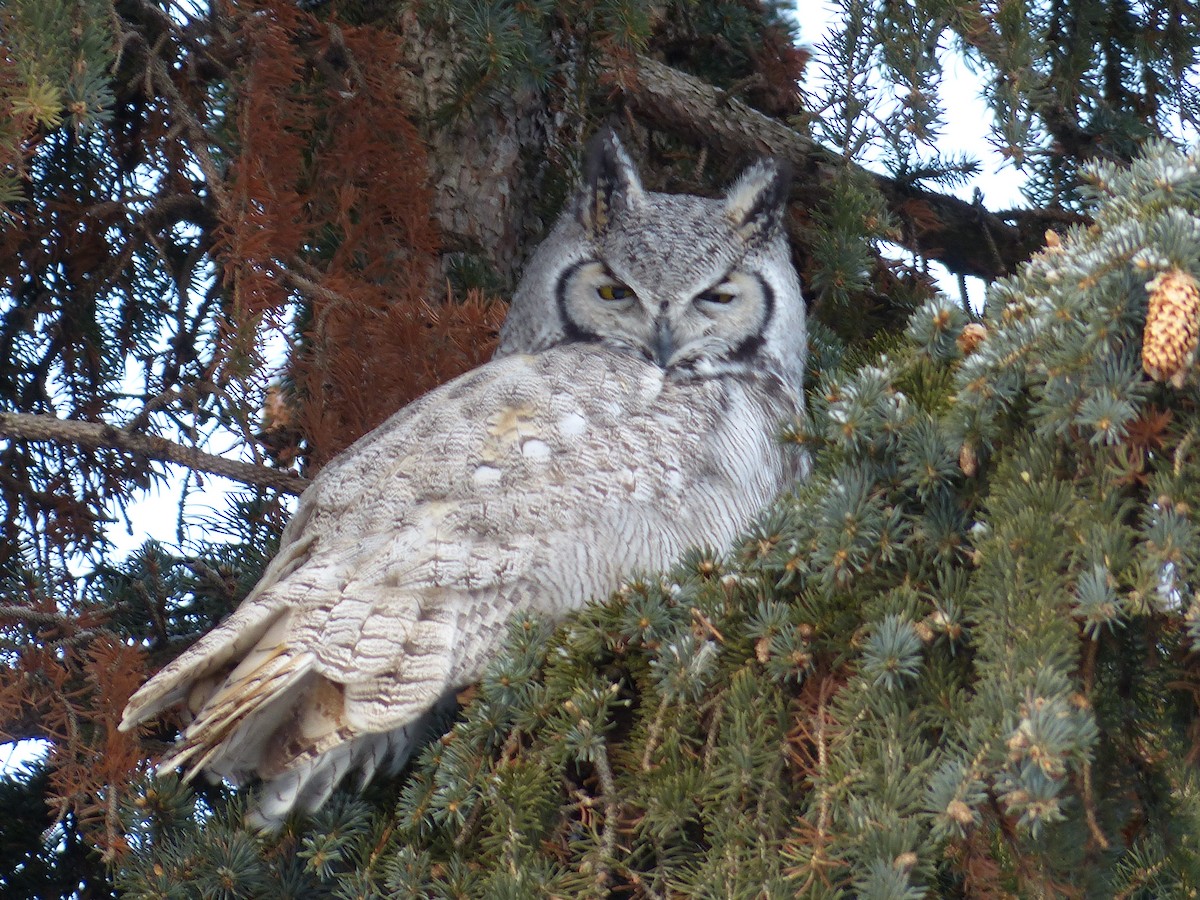 Great Horned Owl - ML44603231