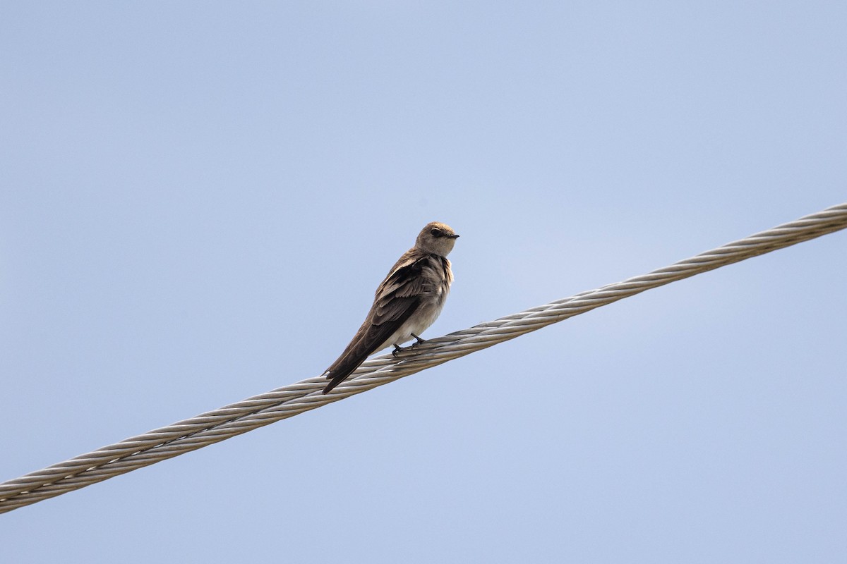 Northern Rough-winged Swallow - ML446039751