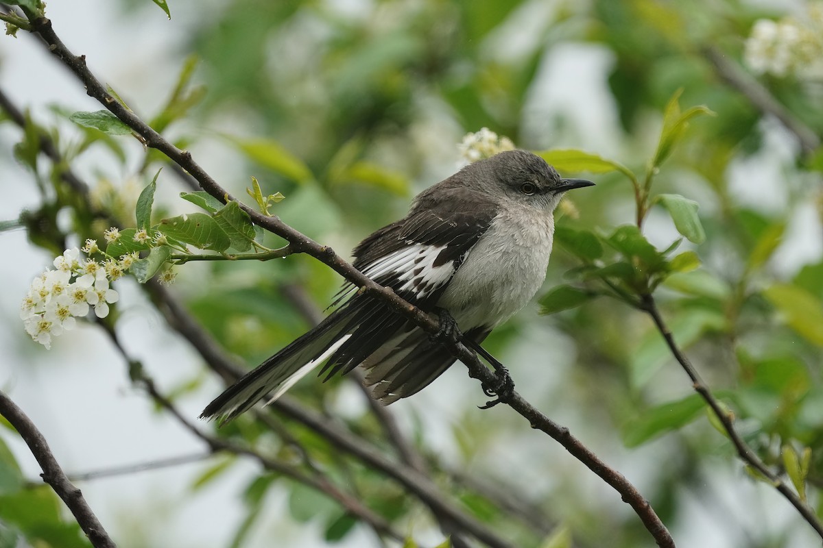 Northern Mockingbird - Sharla Meester