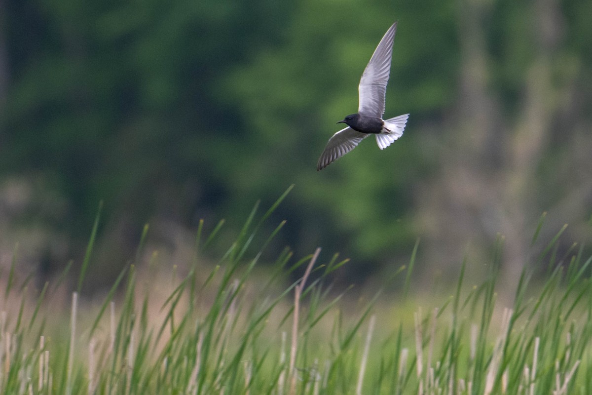 Black Tern - Amiel Hopkins