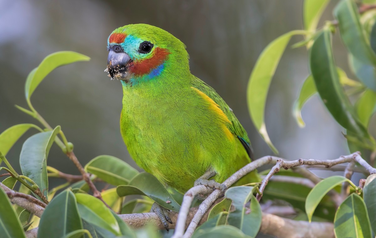 Double-eyed Fig-Parrot - ML446046471