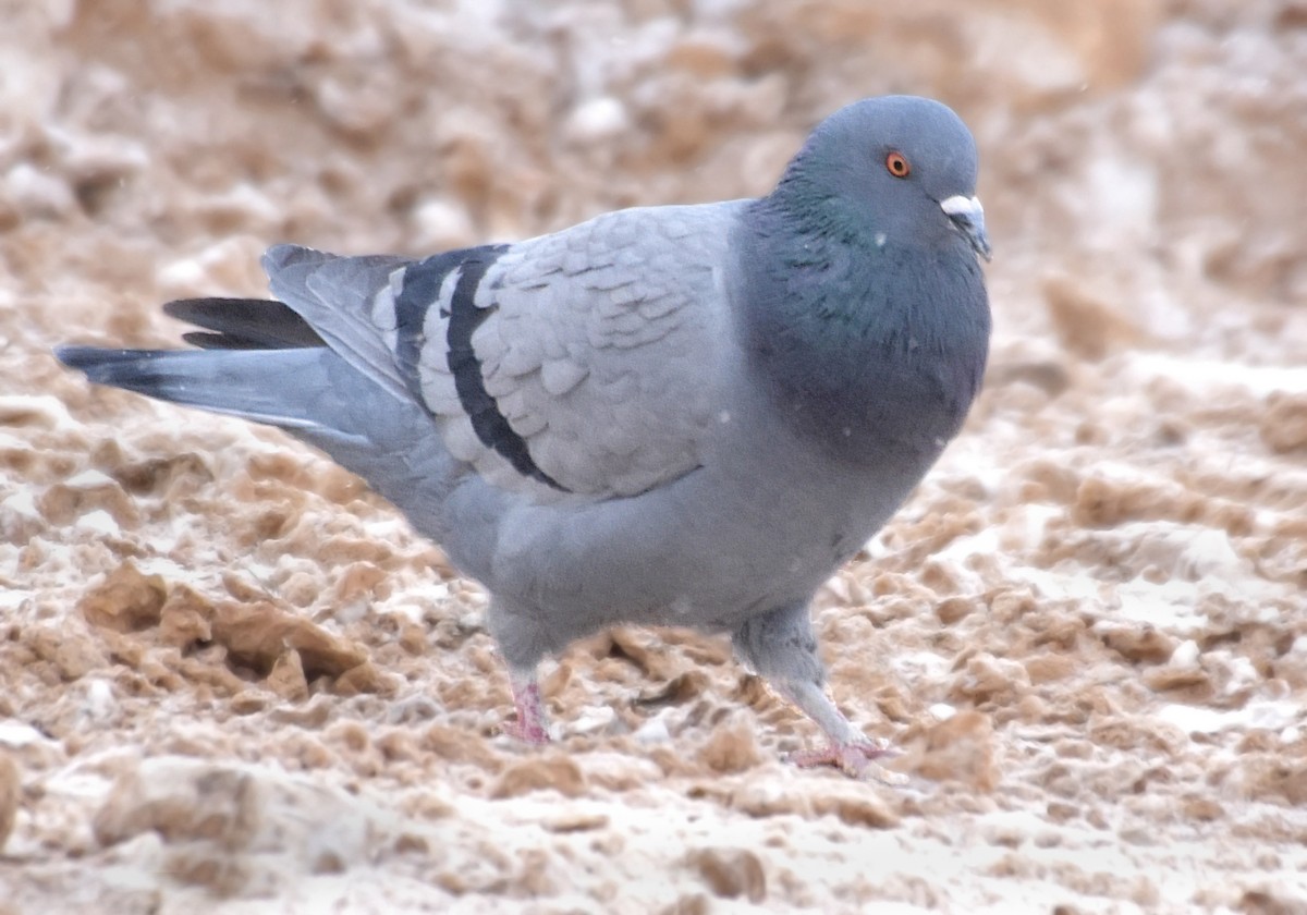 Rock Pigeon (Feral Pigeon) - Steven Mlodinow