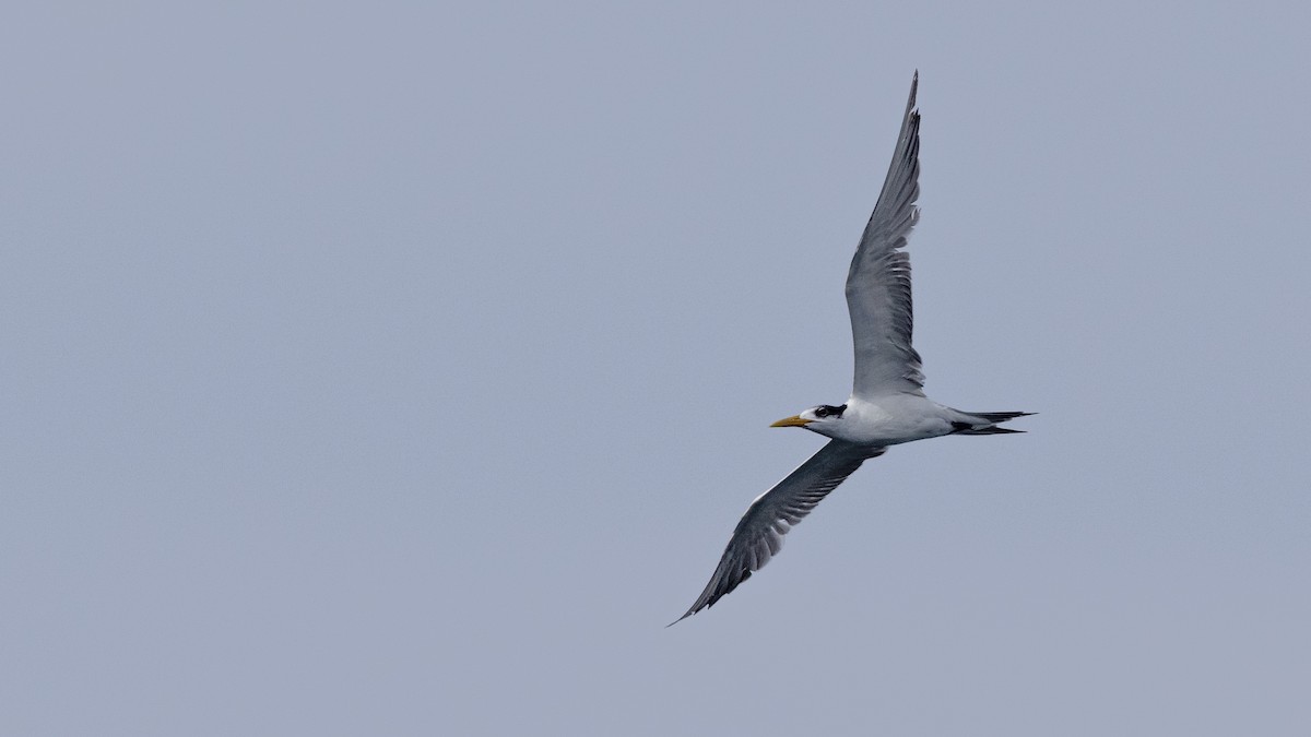 Great Crested Tern - ML446047131