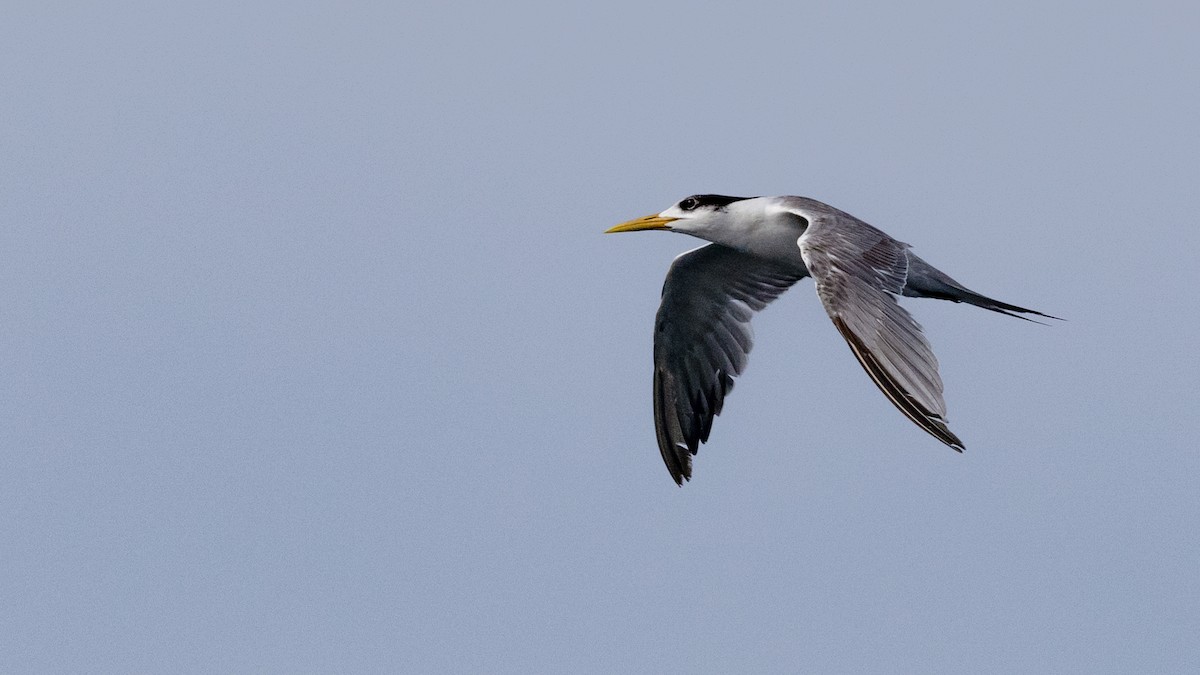 Great Crested Tern - ML446047181
