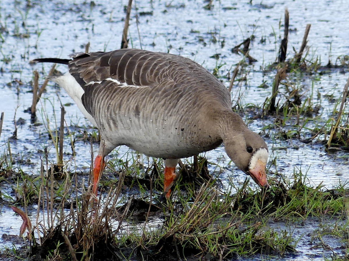 Greater White-fronted Goose - ML446053821