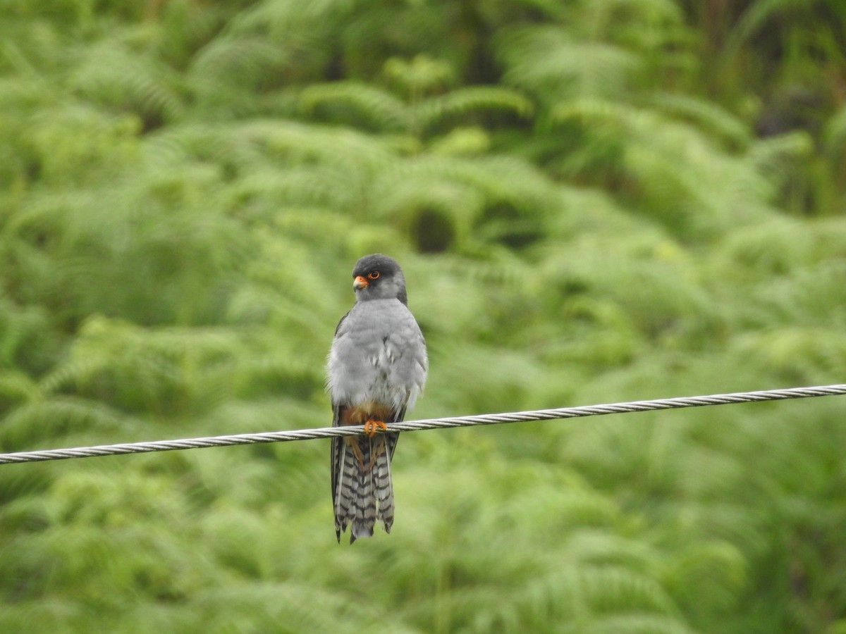 Amur Falcon - Wenyi Zhou