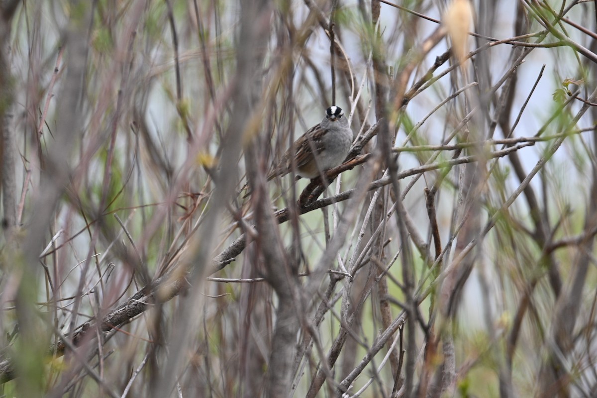 White-crowned Sparrow (Dark-lored) - ML446059051